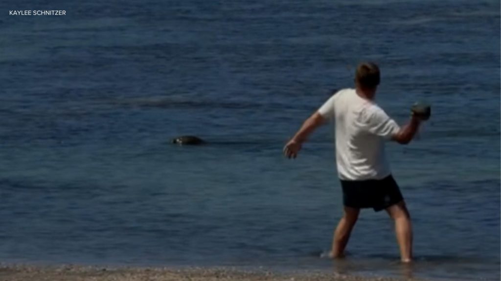 Washington tourist pleads not guilty in Hawaiian monk seal rock case, barred from Hawaii beaches