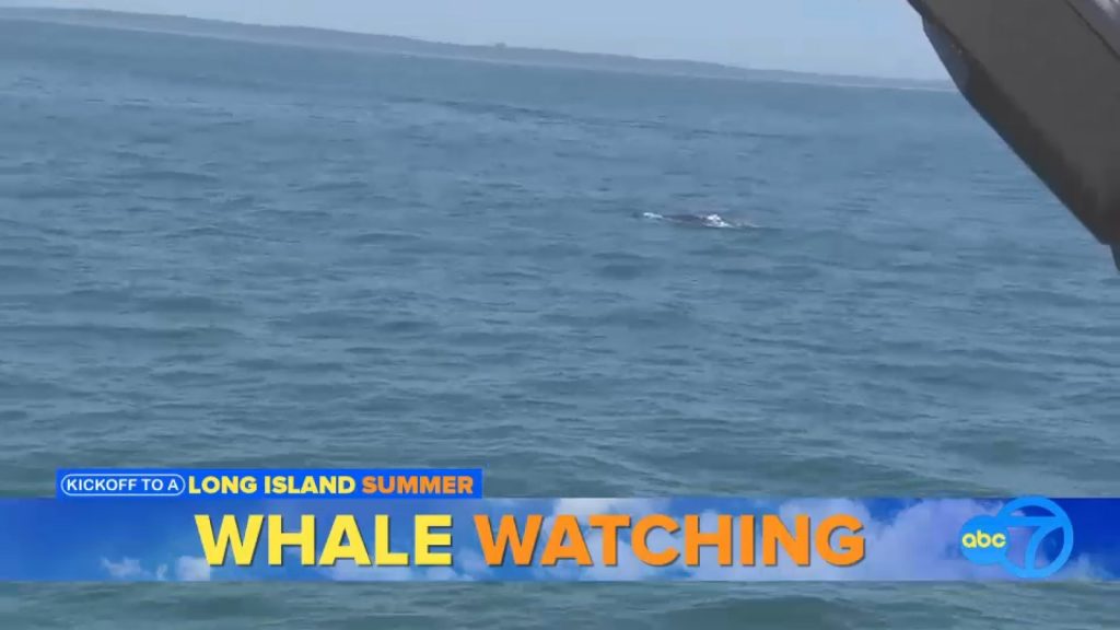 Whale Watching in Freeport NY: Atlantic Pearl Tours, Season, and What You’ll See Whale Watching in Freeport NY: Atlantic Pearl Tours, Season, and What You'll See