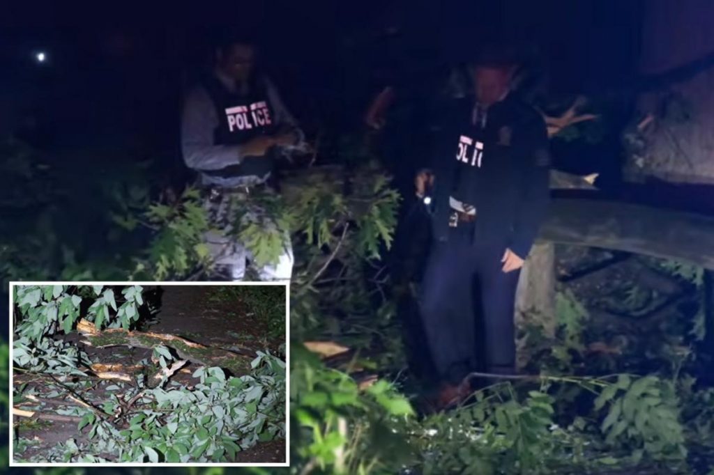 85-year-old man killed by falling tree in freak accident at NYC park: cops