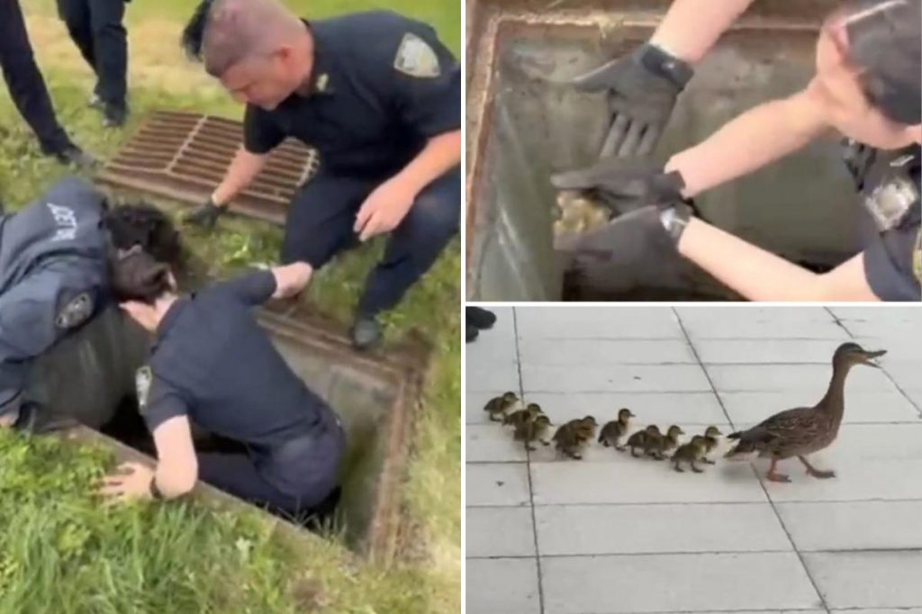 NYPD cops heroically save 11 ducklings from storm drain in front of frantic mother: video