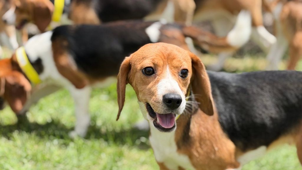 Ridglan Farms update: Wisconsin beagle research facility that drew protests is closing as Big Dog Ranch Rescue group takes in dogs