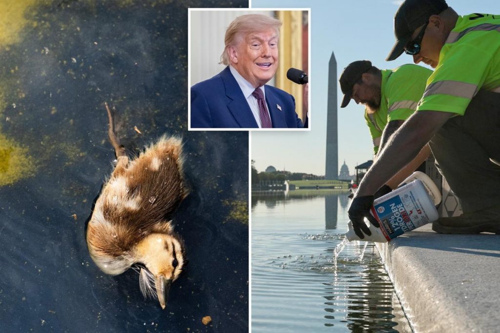 Trump claims chemicals 'illegally placed' in Reflecting Pool