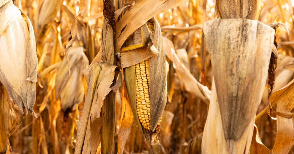 War Hangs Over American Farmers as Fertilizer Prices Rise War Hangs Over American Farmers as Fertilizer Prices Rise