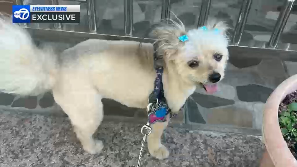 Brooklyn pit bull attack: Woman demanding action after 2 unleashed pit bulls mauled her dog to death Brooklyn pit bull attack: Woman demanding action after 2 unleashed pit bulls mauled her dog to death