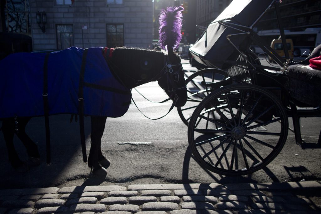Could NYC ban horse-drawn carriages? Council weighs future of 150-year-old industry