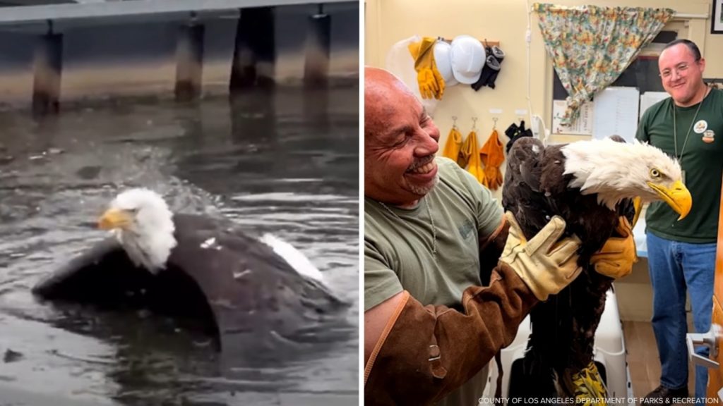 Injured bald eagle rescued in Big Bear believed to be Jackie, Friends of Big Bear Valley says Injured bald eagle rescued in Big Bear believed to be Jackie, Friends of Big Bear Valley says