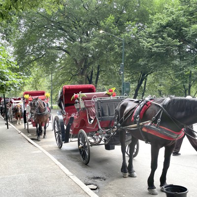 Opinion: It’s time to end horse-drawn carriages in New York City Opinion: It's time to end horse-drawn carriages in New York City