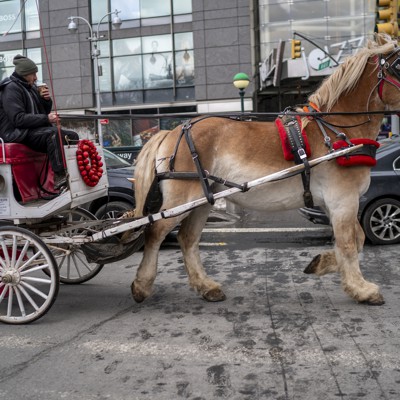 Opinion: It’s time to say ‘neigh’ to a dangerous anachronism Opinion: It’s time to say ‘neigh’ to a dangerous anachronism